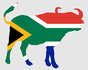 Image showing South Africa buffalo 