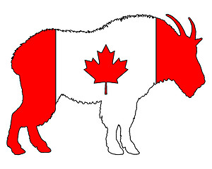 Image showing Mountain goat Canada