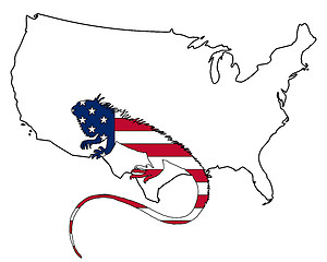 Image showing Iguana United States of America