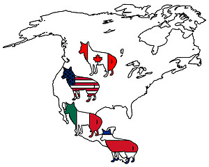 Image showing Coyote America