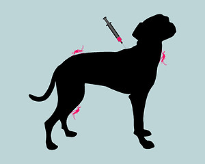 Image showing Dog gets an immunization against a disease of mosquito bites