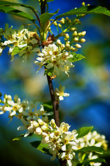 Image showing Cherry Tree