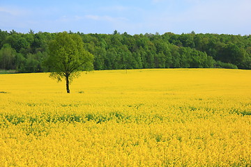 Image showing Yellow field