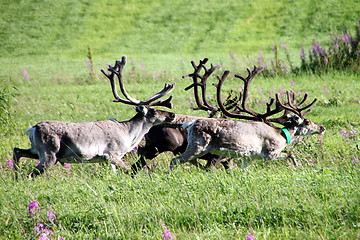 Image showing reindeer