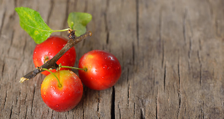 Image showing cherry-plum