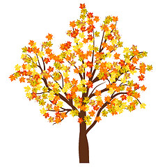 Image showing Autumn maple tree