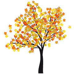 Image showing Autumn maple tree