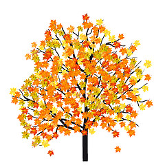 Image showing Autumn maple tree