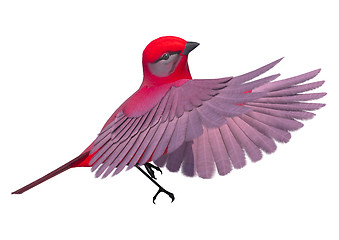 Image showing Songbird Tanager