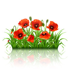 Image showing Red poppies in grass., vector