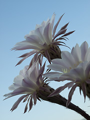 Image showing flowers of cactus