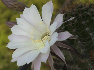 Image showing flower of cactus closeup