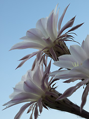 Image showing flowers of cactus