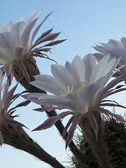 Image showing flowers of cactus