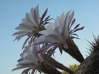 Image showing flowers of cactus closeup