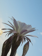 Image showing flower of cactus