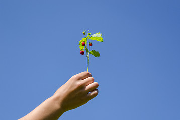 Image showing hand hold strawberrie spray on blue sky background 