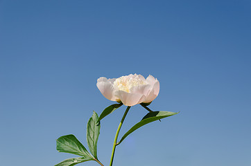 Image showing white peony with green leaves blue sky background 