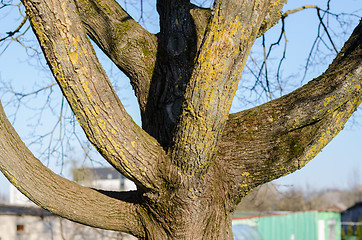 Image showing close up of branched tree trunk 