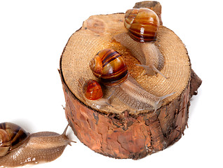 Image showing Snails on pine-tree stump