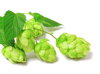 Image showing Blossoming hop on white background 
