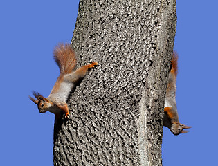 Image showing Two red squirrels play on tree