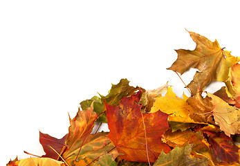 Image showing Autumn maple leafs at corner