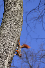 Image showing Red squirrels on tree 