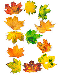 Image showing Letter B composed of autumn maple leafs