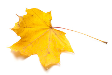 Image showing Autumn yellow maple leaf