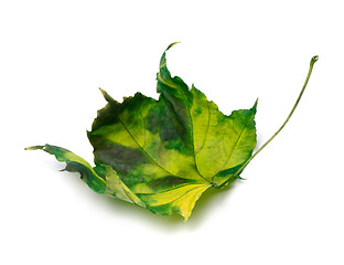 Image showing Yellowed maple leaf
