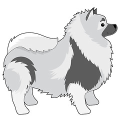 Image showing Keeshond