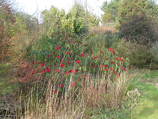 Image showing Scotish Roses