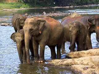 Image showing Elephant bathing at the orphanage