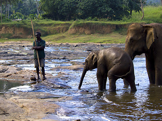 Image showing Elephant bathing at the orphanage