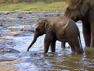 Image showing Elephant bathing at the orphanage