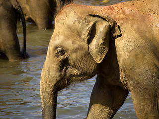 Image showing Elephant bathing at the orphanage