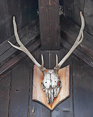 Image showing Deer antlers