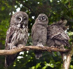 Image showing Great grey owl