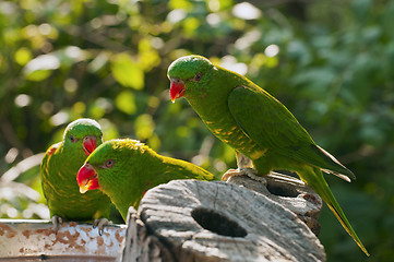 Image showing Scaly-breasted Lorikeet