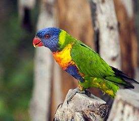 Image showing Rainbow Lorikeet