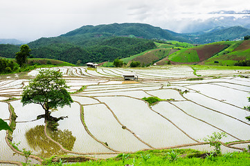 Image showing Rice Terraces
