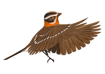Image showing Songbird Grosbeak