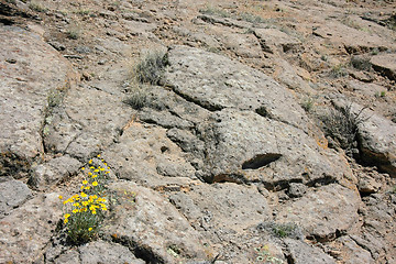 Image showing False Goldenasters in New Mexico