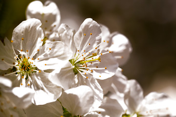 Image showing Romantic cherry blossoms in spring