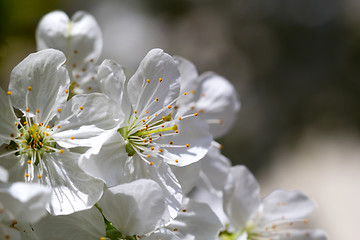 Image showing Romantic cherry blossoms in spring