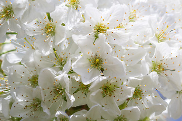 Image showing Romantic cherry blossoms in spring