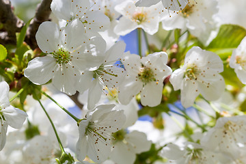 Image showing Romantic cherry blossoms in spring