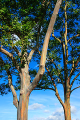 Image showing An eucalyptus tree in Hawaii