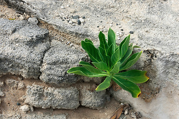 Image showing Young plumeria